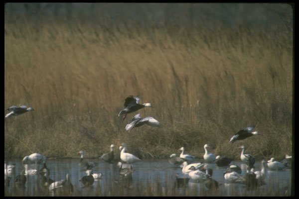 289093 Blue Geese, Dropping In A4 Photo Print