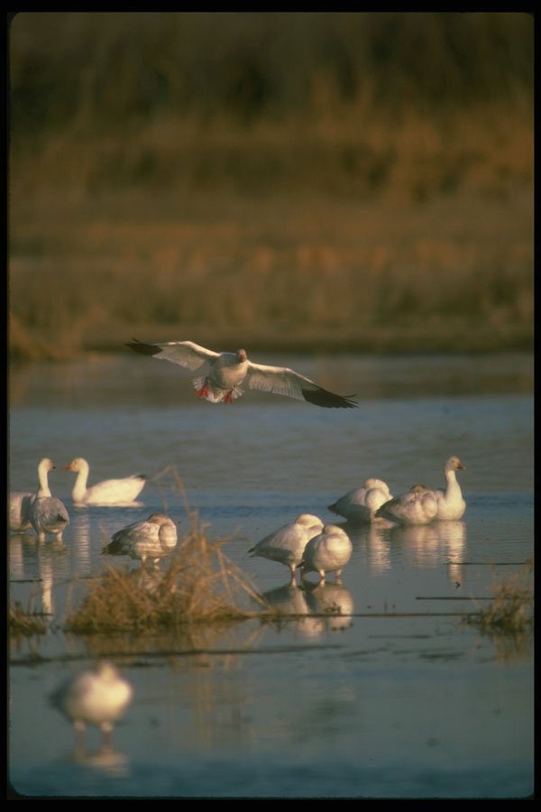 289094 Snow Goose, Dropping In A4 Photo Print