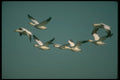 289095 Snow Geese, In Flight A4 Photo Print