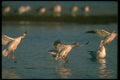 289096 Snow Geese, Dropping In A4 Photo Print