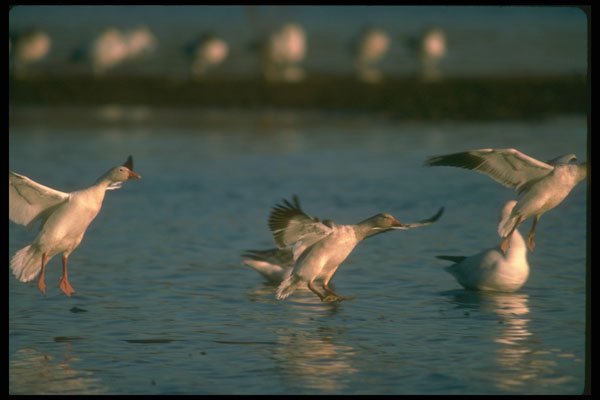 289096 Snow Geese, Dropping In A4 Photo Print