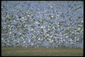 289097 Snow And Blue Geese, Huge Gaggle In Flight A4 Photo Print