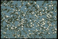 289098 Snow And Blue Geese, Huge Gaggle In Flight A4 Photo Print