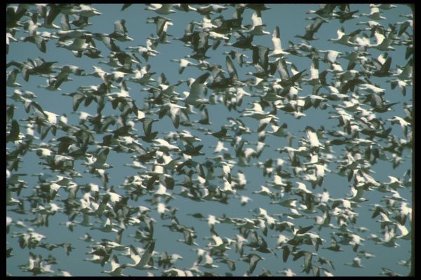 289098 Snow And Blue Geese, Huge Gaggle In Flight A4 Photo Print