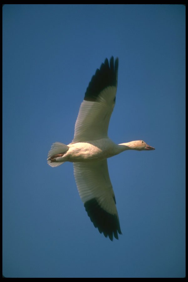 289099 Greater Snow Goose, In Flight A4 Photo Print