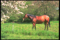 291000 Horse In Orchard A4 Photo Print