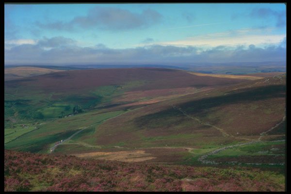 291003 Heather, Dartmoor A4 Photo Print