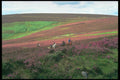 291004 Pony Trekking A4 Photo Print