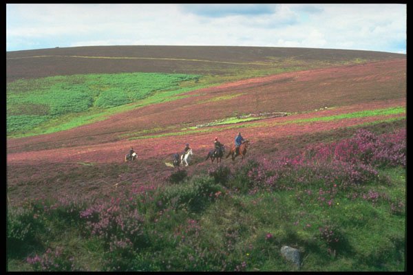 291004 Pony Trekking A4 Photo Print