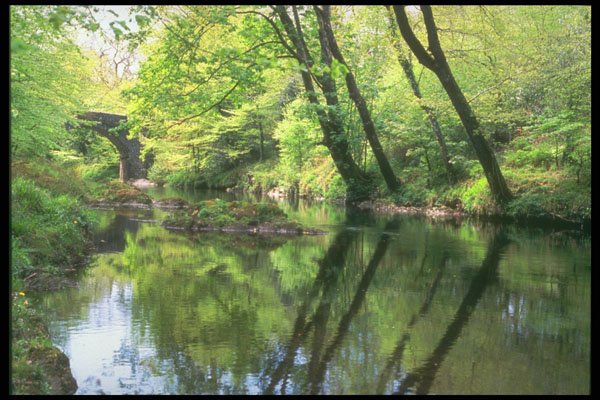 291007 The Dart At Holne Bridge, Spring A4 Photo Print