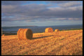 291021 Hay Bales A4 Photo Print
