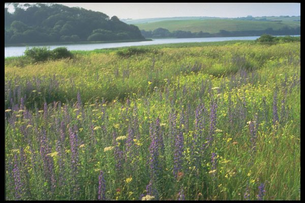 291027 Vipers Bugloss Slapton Ley A4 Photo Print