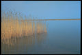 291029 Reeds In Winter A4 Photo Print
