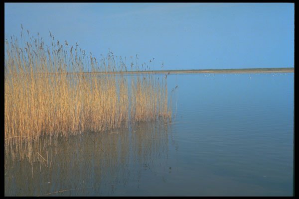 291029 Reeds In Winter A4 Photo Print