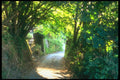 291032 Lane At Torcross A4 Photo Print
