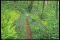 291033 Bluebells, Slapton Wood A4 Photo Print