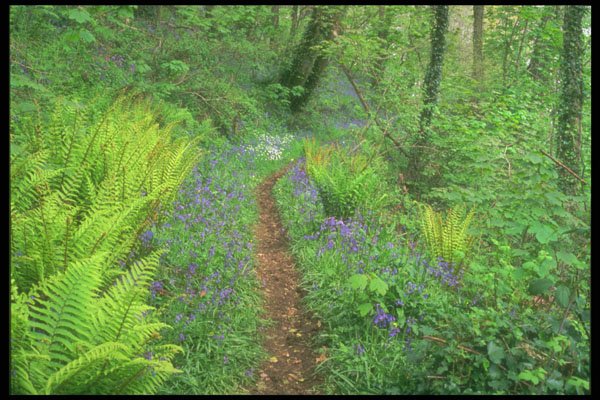 291033 Bluebells, Slapton Wood A4 Photo Print