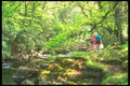 291046 Avon At Shipley Bridge, Dartmoor A4 Photo Print