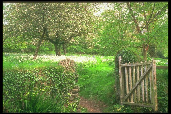 291055 Orchard In Spring A4 Photo Print