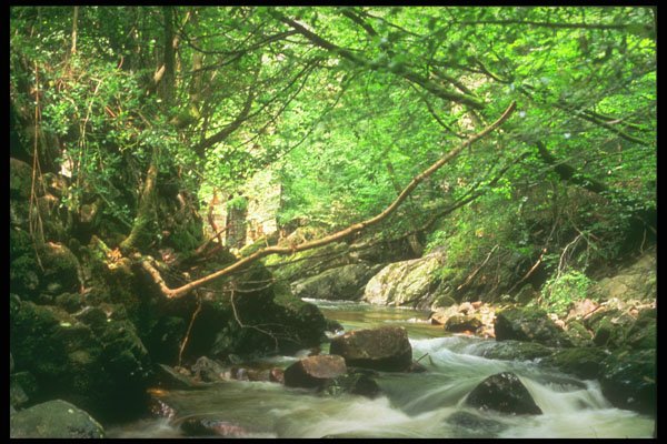 291064 River Erme At Ivybridge A4 Photo Print