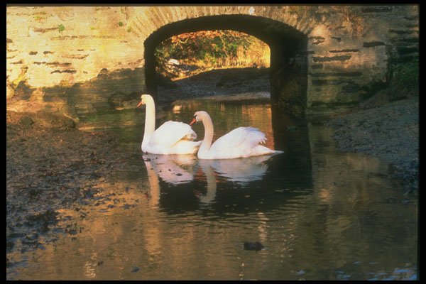 291079 Swans At Collapit Bridge Salcombe Estuary A4 Photo Print