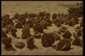 293015 Algeria, Desert Roses A4 Photo Print