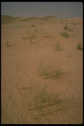 293042 Algeria, Sahara Grass A4 Photo Print
