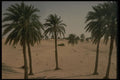 293044 Algeria, Desert Oasis A4 Photo Print