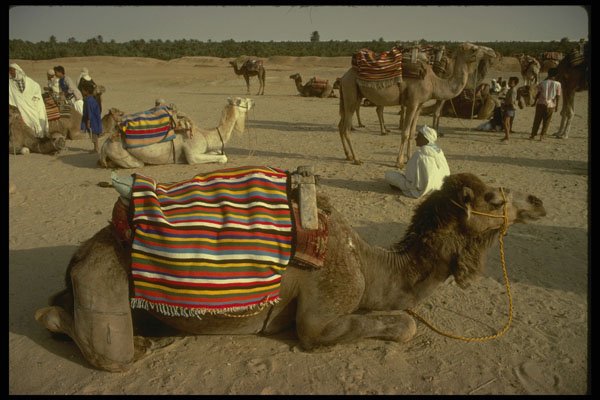293048 Tunisia, Tourist Camels A4 Photo Print