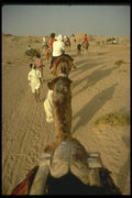 293050 Tunisia, Camel Trip A4 Photo Print