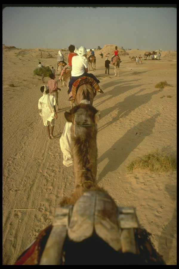293050 Tunisia, Camel Trip A4 Photo Print