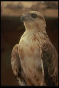 293051 Tunisia, Eagle A4 Photo Print