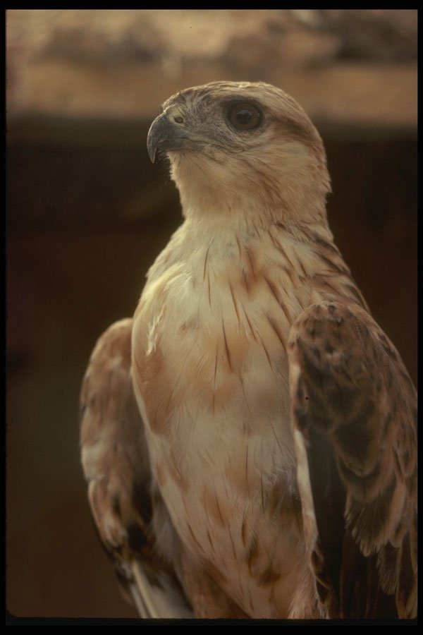 293051 Tunisia, Eagle A4 Photo Print