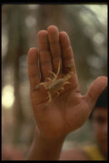 293052 Tunisia, Scorpion In Hand A4 Photo Print
