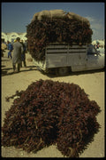 293096 Tunisia, Peppers A4 Photo Print