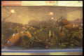 294020 Live Lobster A4 Photo Print