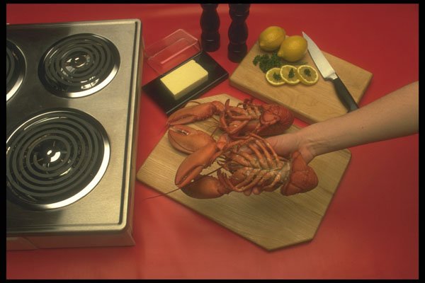 294026 Lobster Underside A4 Photo Print