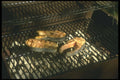 294034 Salmon Steaks A4 Photo Print