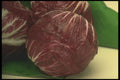 294041 Radichio A4 Photo Print