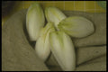 294046 Endives A4 Photo Print