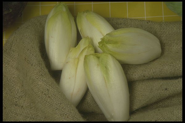 294046 Endives A4 Photo Print