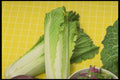294048 Chinese Lettuce A4 Photo Print