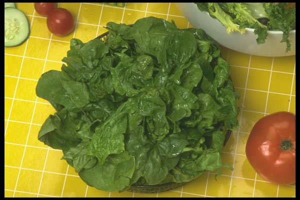 294049 Spinach A4 Photo Print