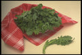 294050 Mustard Greens A4 Photo Print
