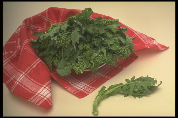 294050 Mustard Greens A4 Photo Print