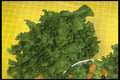 294051 Salad Greens A4 Photo Print