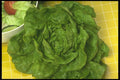 294053 Boston Lettuce A4 Photo Print
