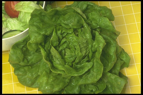 294053 Boston Lettuce A4 Photo Print