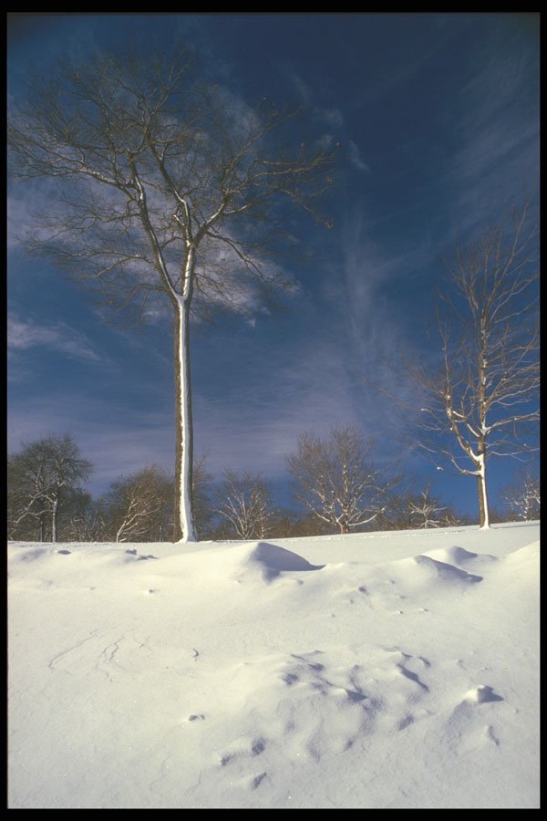 295000 Winter Snow scape, Quebec, Canada A4 Photo Print