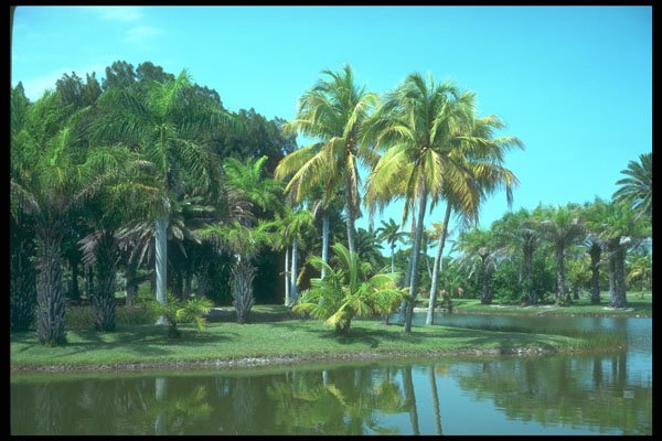 295009 Fairchild Tropical Gardens, Florida, U.S.A. A4 Photo Print